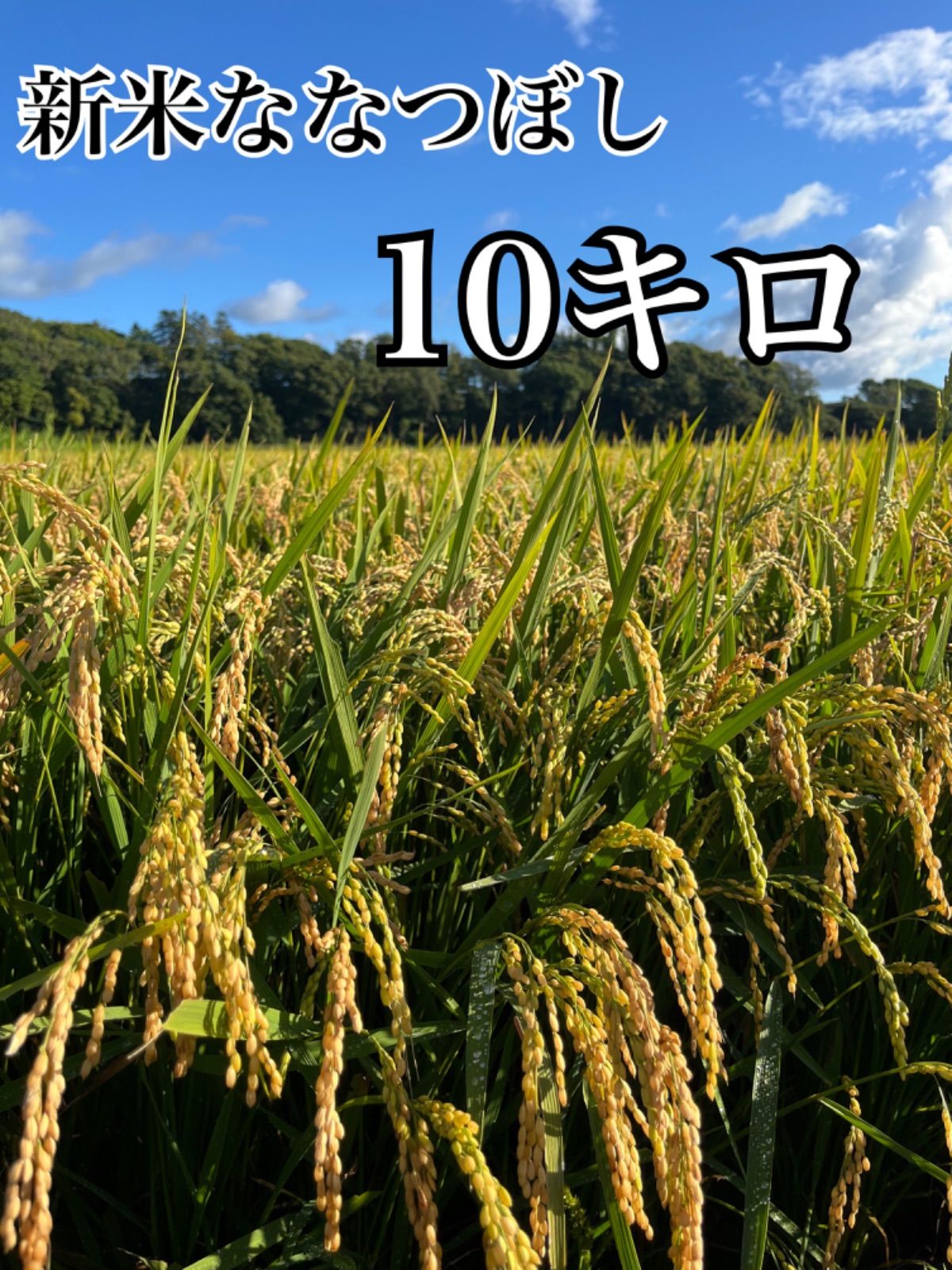 お米　新米　北海道産　ななつぼし　総10キロ　精米