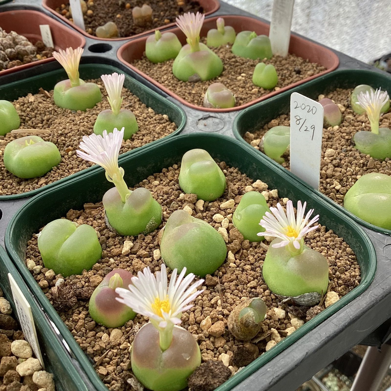 種子30粒 コノフィツム ラツム ratum - メルカリ