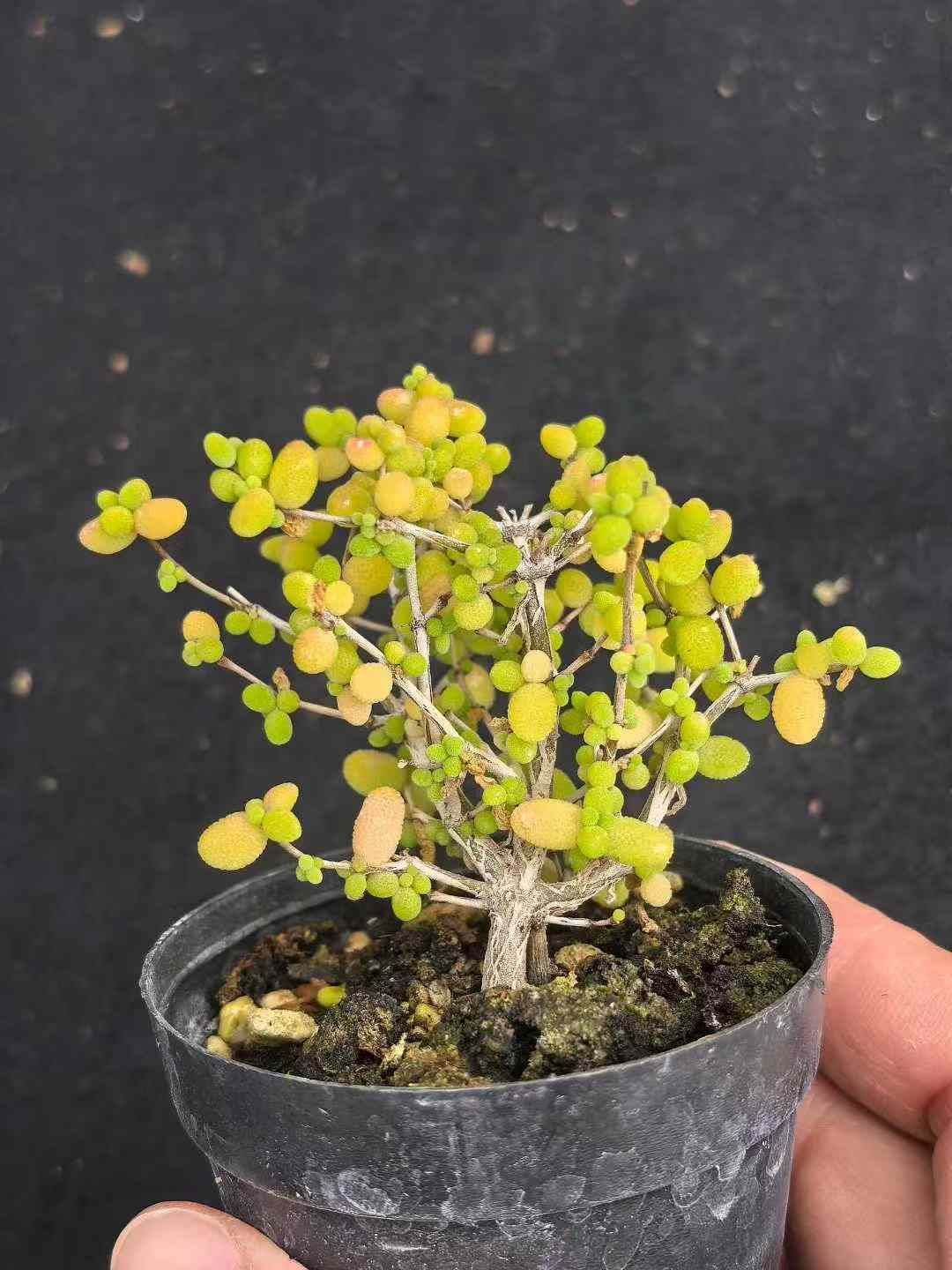 32鉢の土鉢付きセット メセンの一種 ドロサンセマム 多肉植物 佐川急便発送 エケベリア 韓国苗 MY743