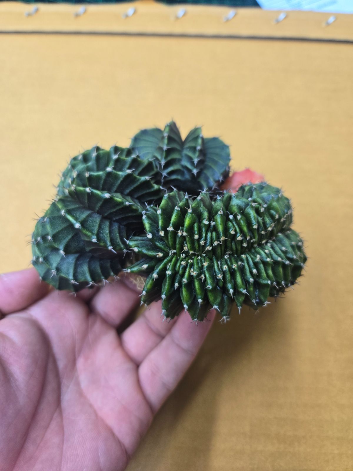 1点もの