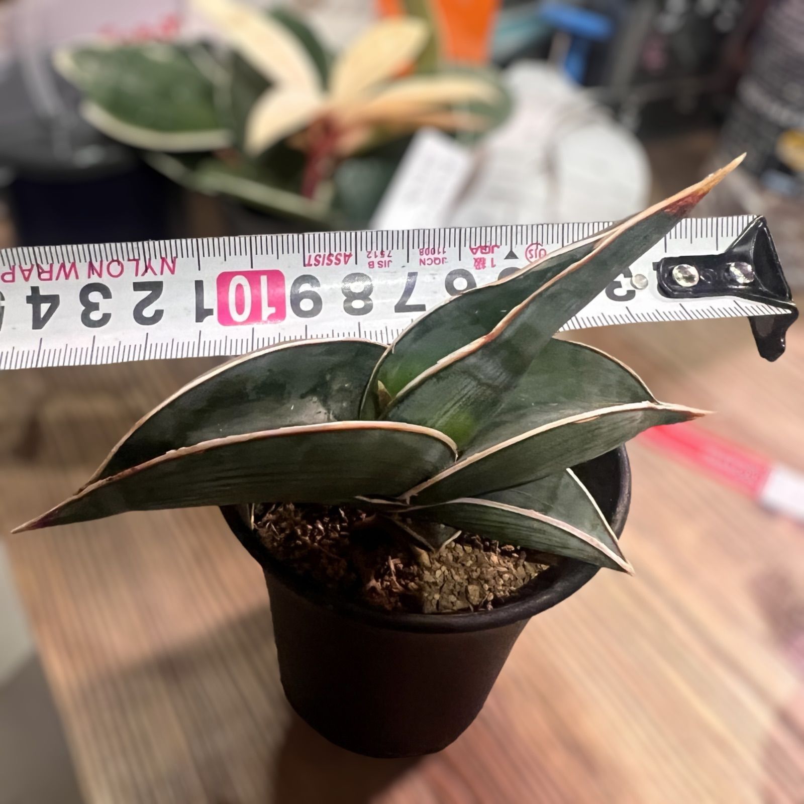 サンスベリア ロリダ 2.5号 - メルカリ サンスベリア ロリダ 2.5号 - メルカリ