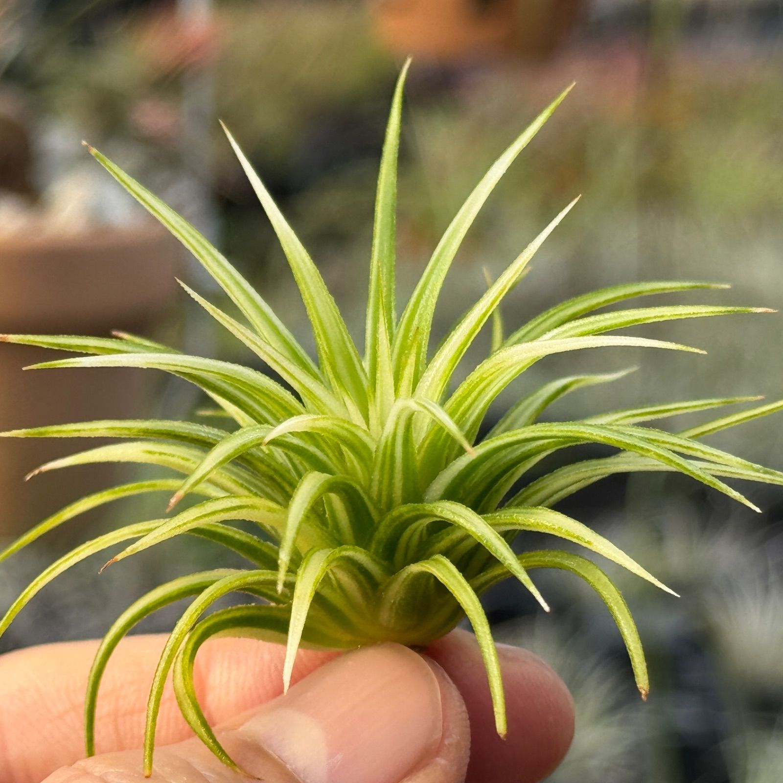 アルボマージナータ Tillandsia