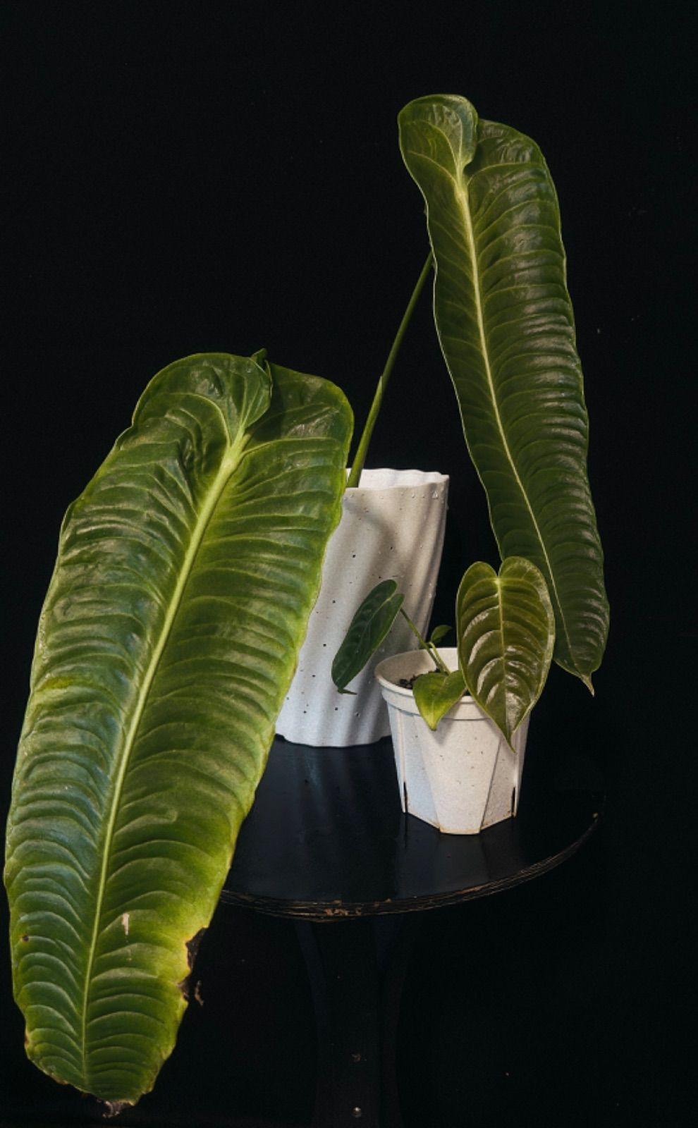 ヤマモミジ/山採り天然木【現品発送】管理70565