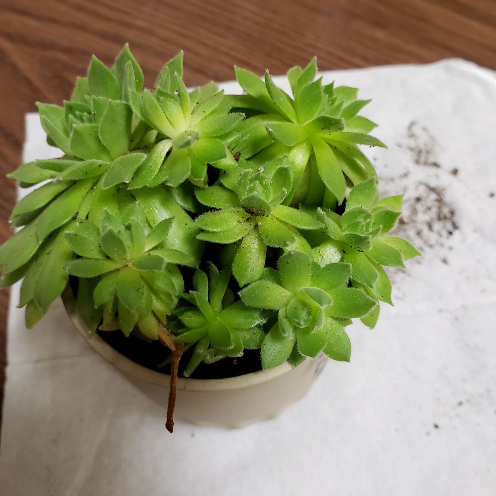 多肉植物 センペルビウム アップルブロッサム 抜き苗 8個 - メルカリ