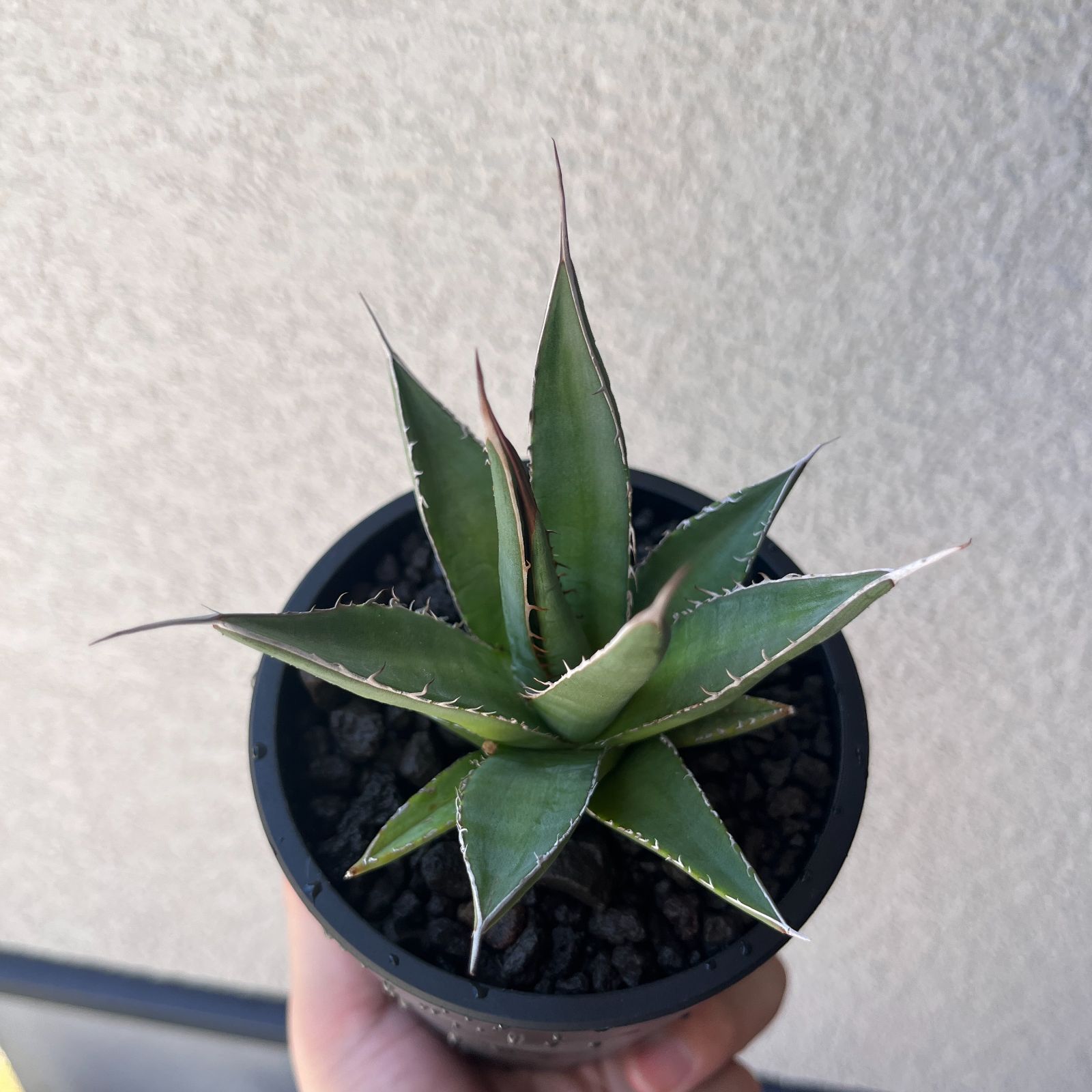 アガベ・ホリダ　実生大株 アガベ・ホリダ 実生株3年目｜Agave horrida Seedling15 - メルカリ