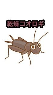 竹フタホシコオロギ 1kg 乾燥