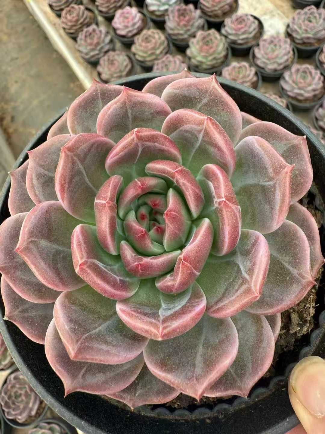 WBLHF2152×15 キューオレンジダイタンカタ 抜き苗 多肉植物 アエオニウム エケベリア 韓国苗