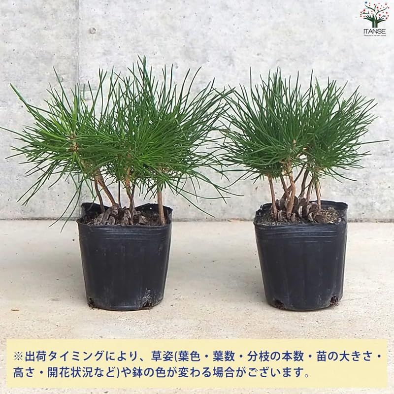 ＩＴＡＮＳＥ ぼっくり松