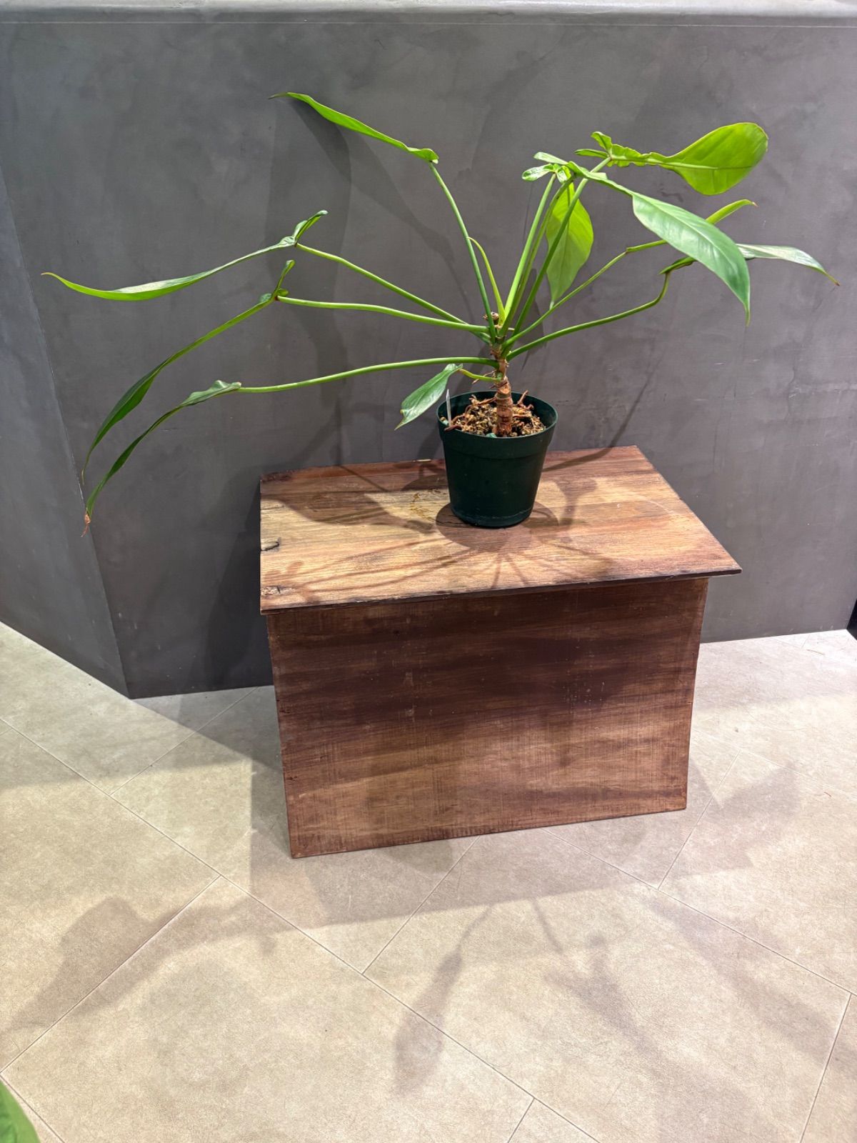 美品】クリフトン・カーフ 直筆サイン 版画 Nadi Synchrony