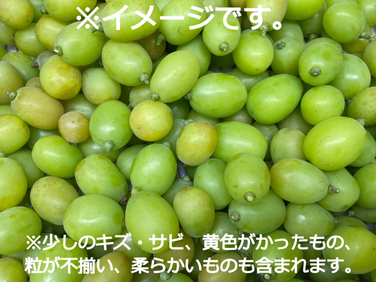 長野県産 シャインマスカット 家庭用 訳あり品 粒 約350g × 2p　7月15日より順次発送予定!!