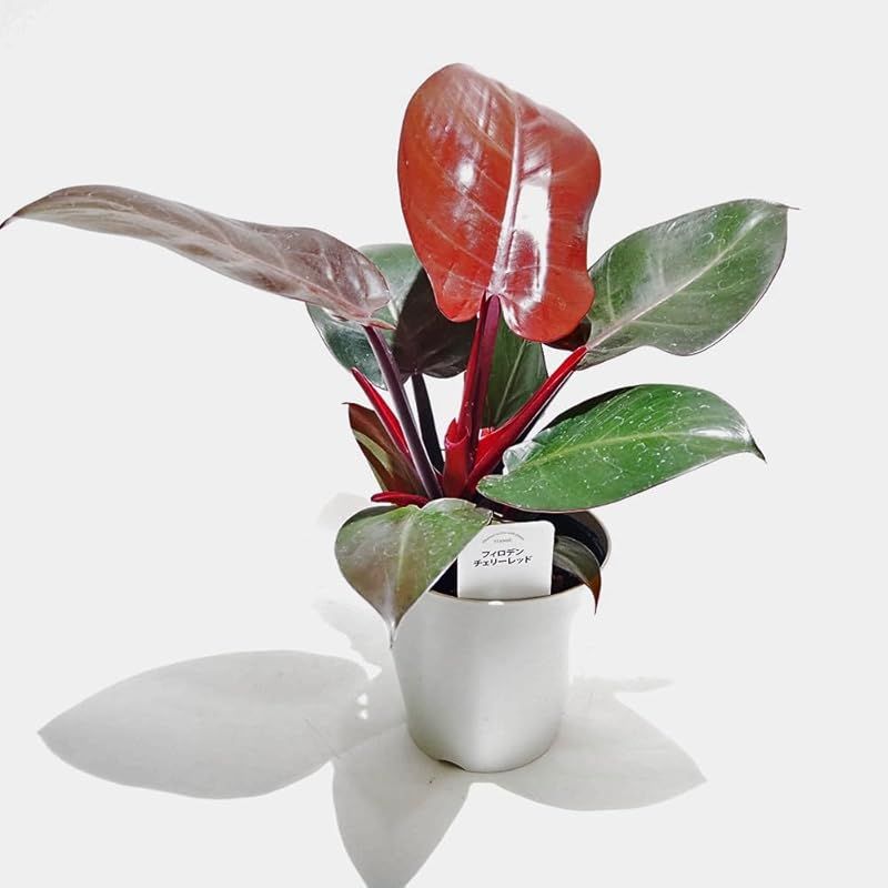 ＩＴＡＮＳＥ フィロデンドロン チェリーレッド 4号 3個セット 品種で選べる観葉植物 学名 Philodendron Cherry Red サトイモ科 非耐寒性常緑多年草●新芽は鮮やかな赤色で展開し 成長とともに徐々に緑色へと変化していきます
