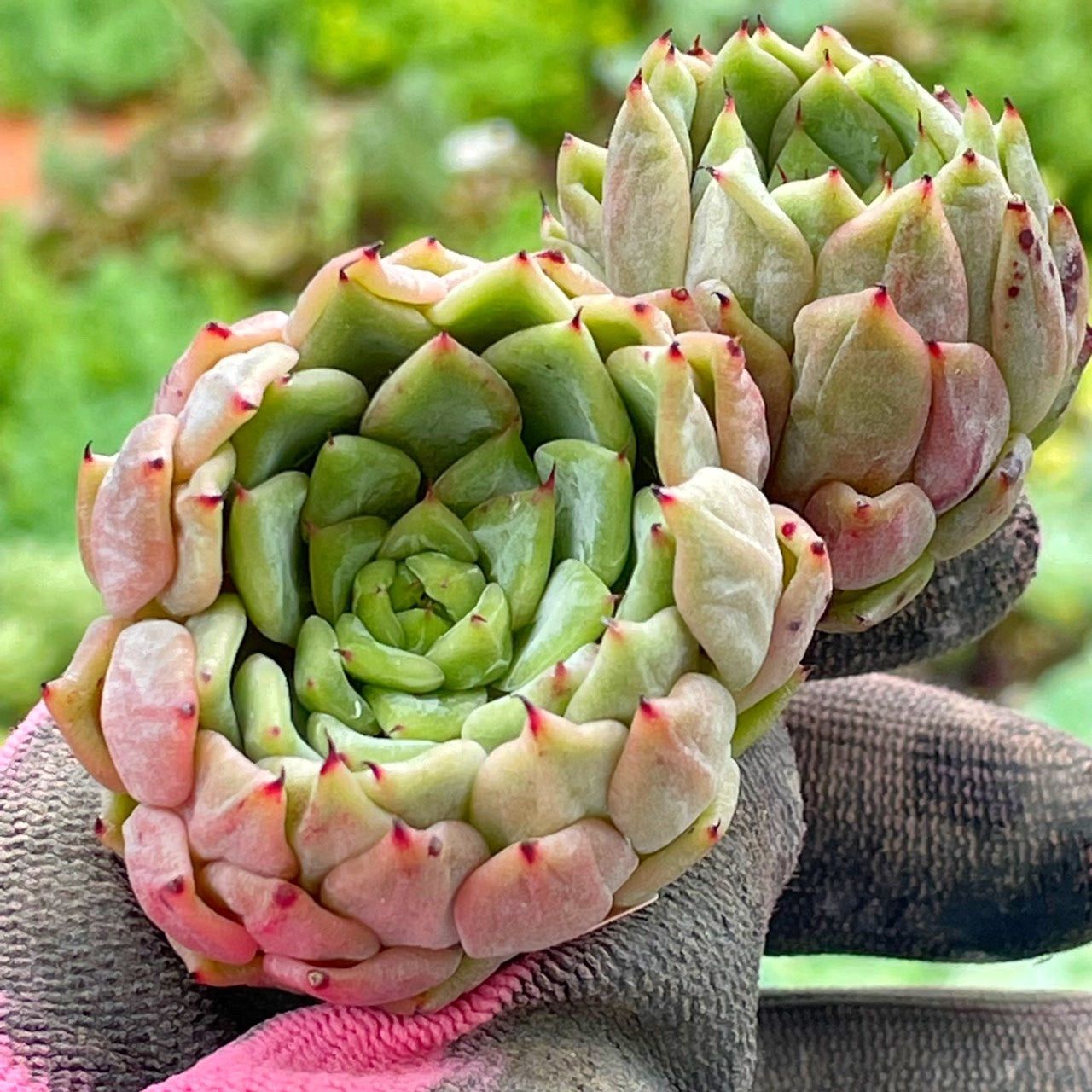 多肉植物 ふうらい様専用 - たにくけこ - メルカリ