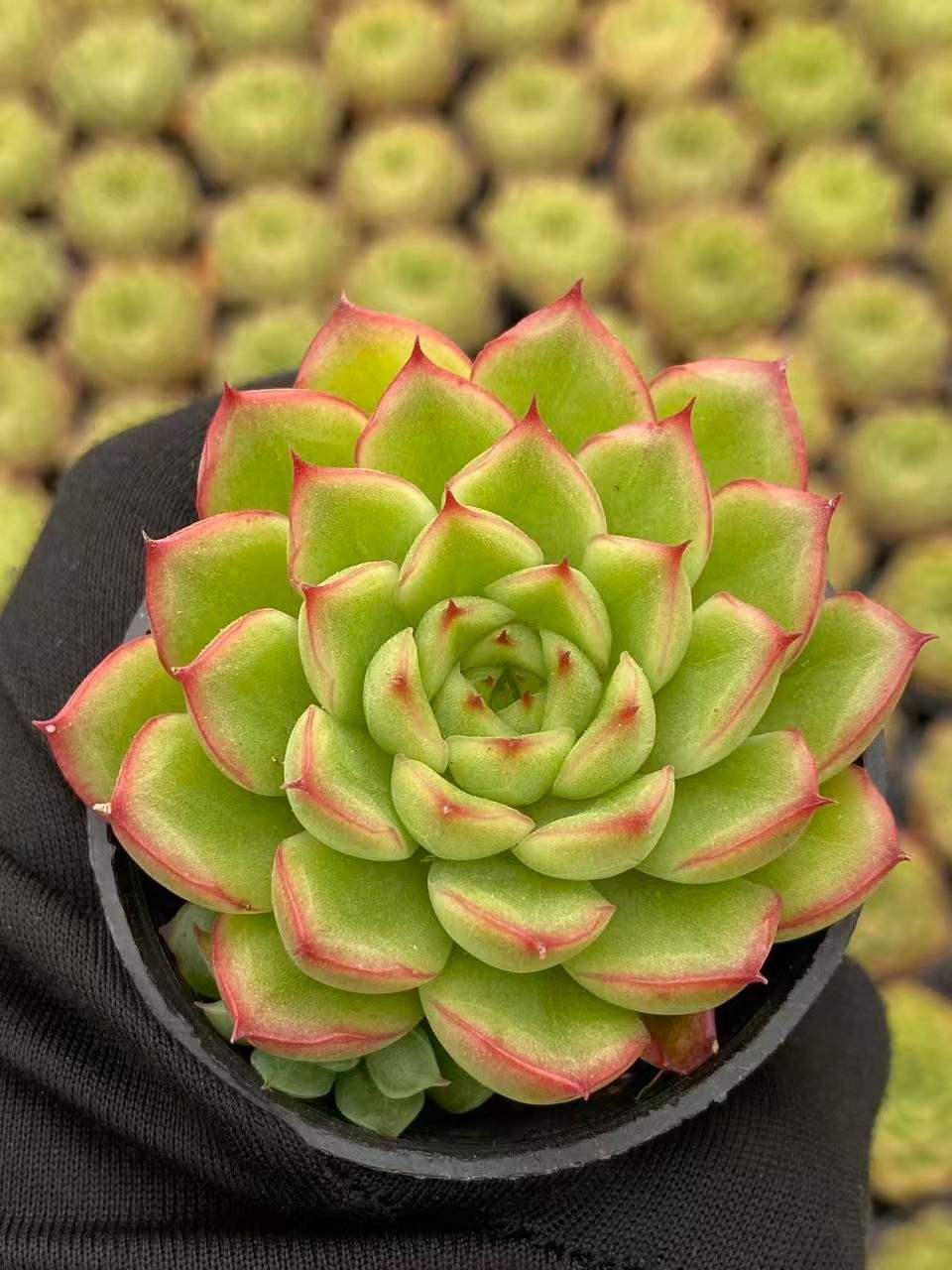 ZM1747×70 ボンビシナ 抜き苗 多肉植物 アエオニウム エケベリア 韓国苗