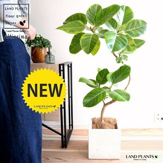 ユッカ　ロストラータ【24-435】５頭株 ユッカ ロストラータ【24-435】5頭株 ユッカ ロストラータ【24