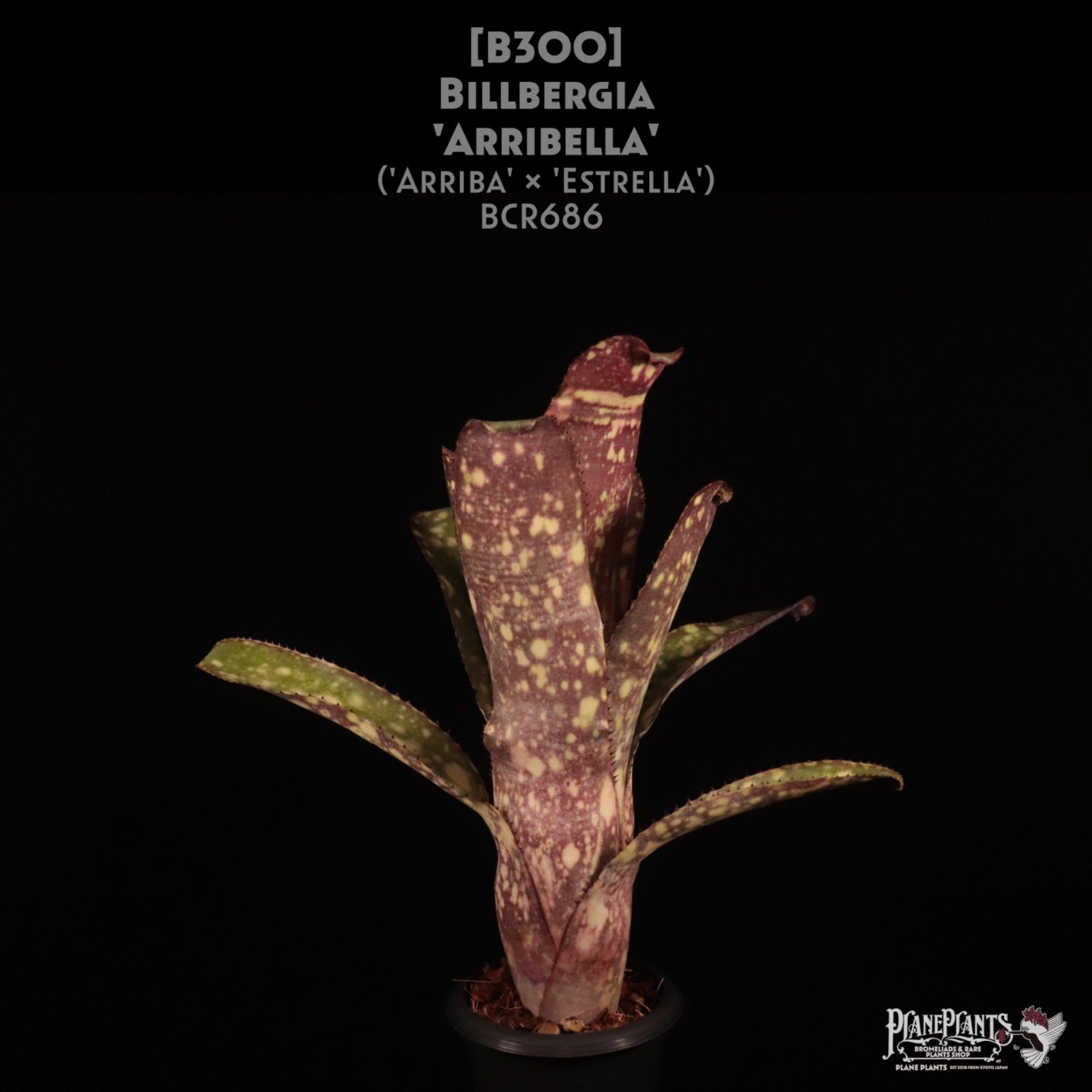 送料無料】Billbergia 'Arribella'〔ビルベルギア〕現品発送B300