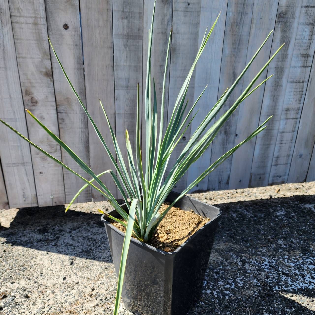 人気上昇中】【中株サイズ】【鉢ごと発送】ユッカ リギダ Yucca