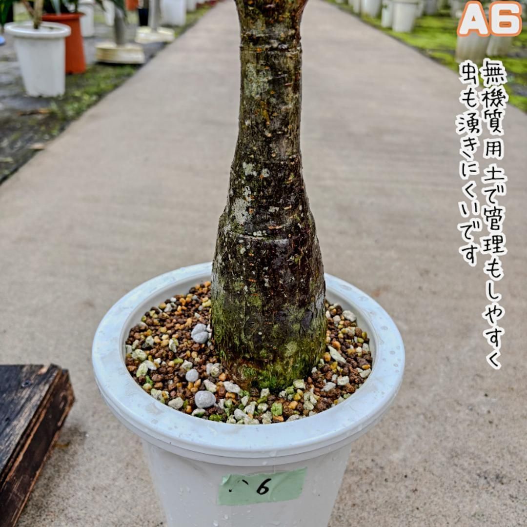 実生パキラミルキーウェイA6/複数接木/枝分岐パラソル仕立て