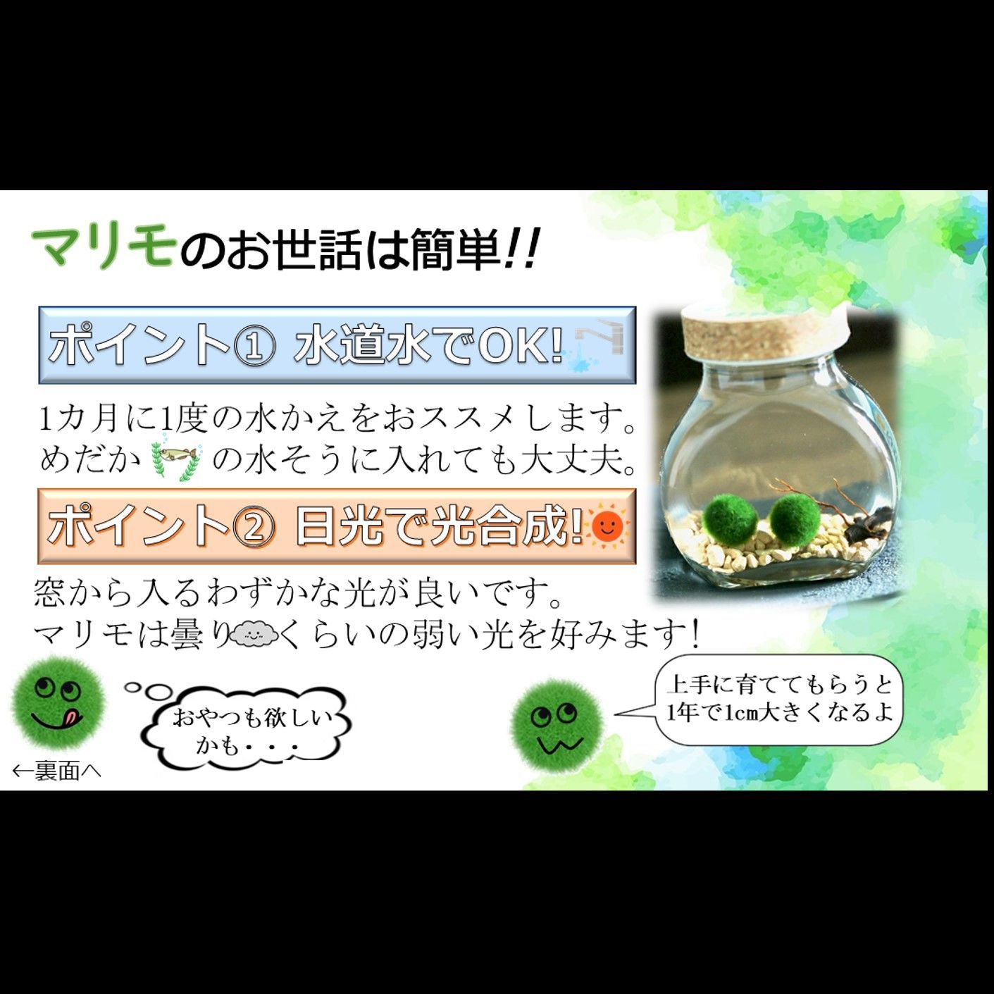 【国産まりも各サイズ×1】超特価!!!　水草　アクアリウム　NOTおみやげ価格