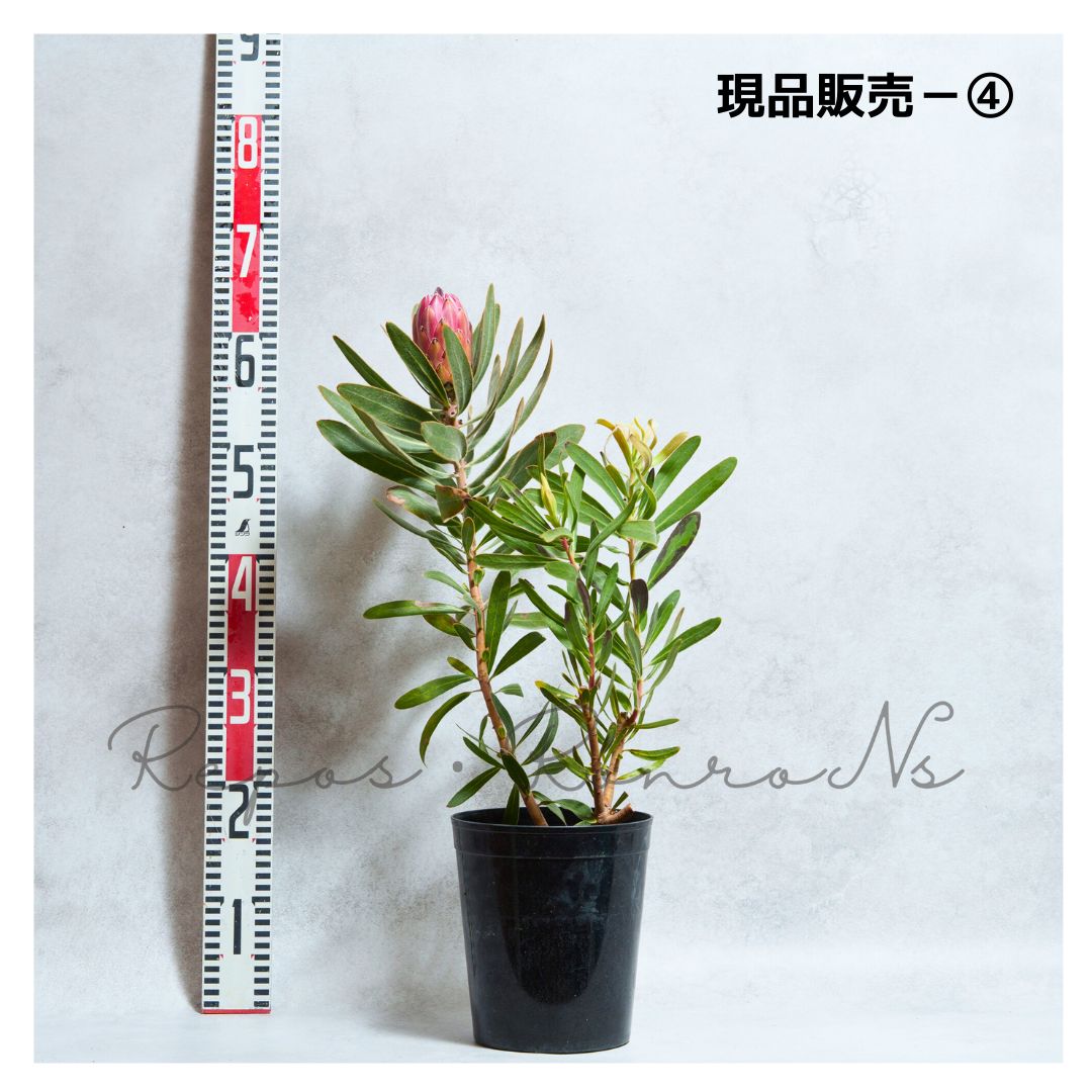 6号 プロテア苗