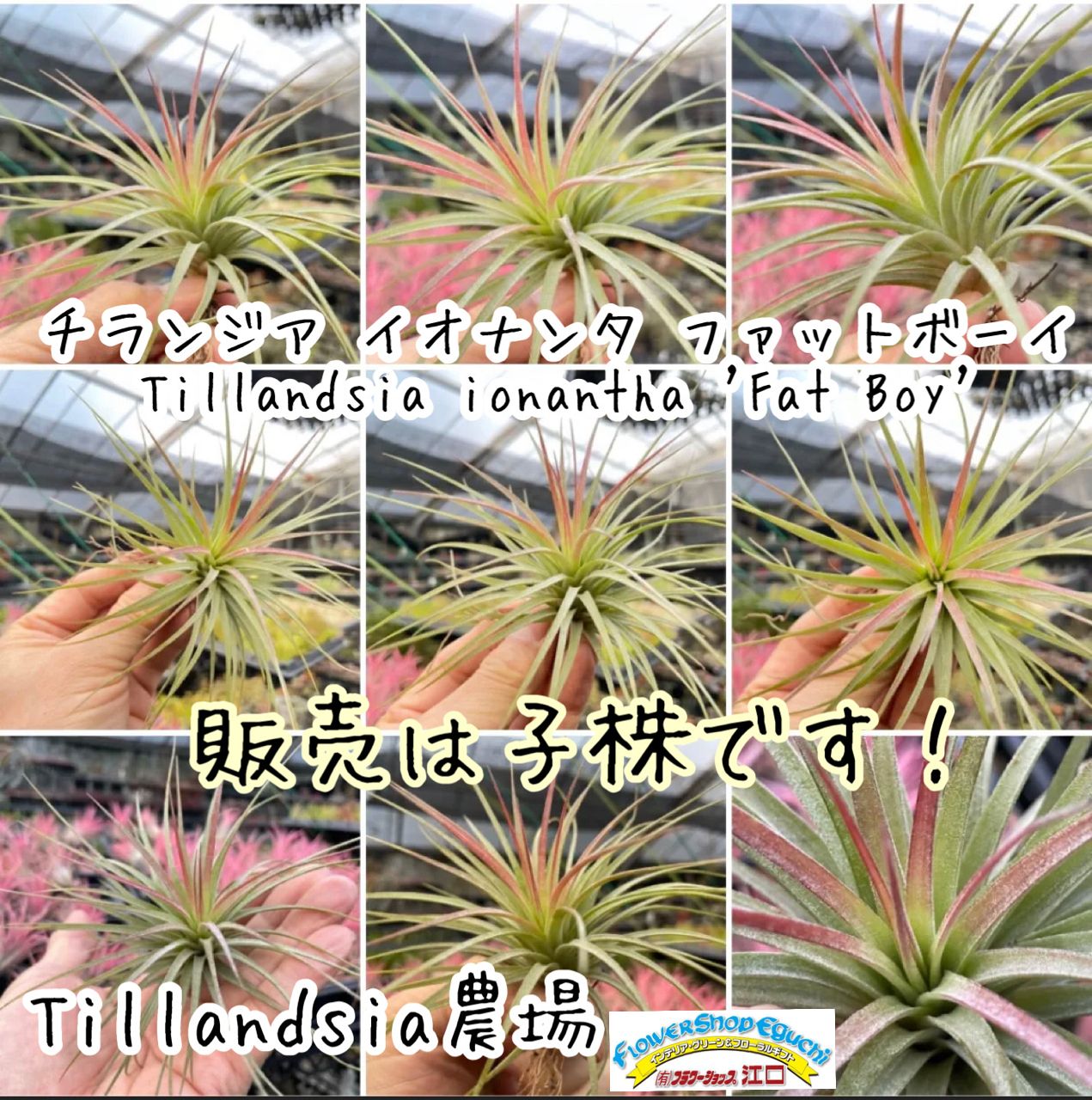 2頭＊チランジア イオナンタ ファットボーイ Tillandsia