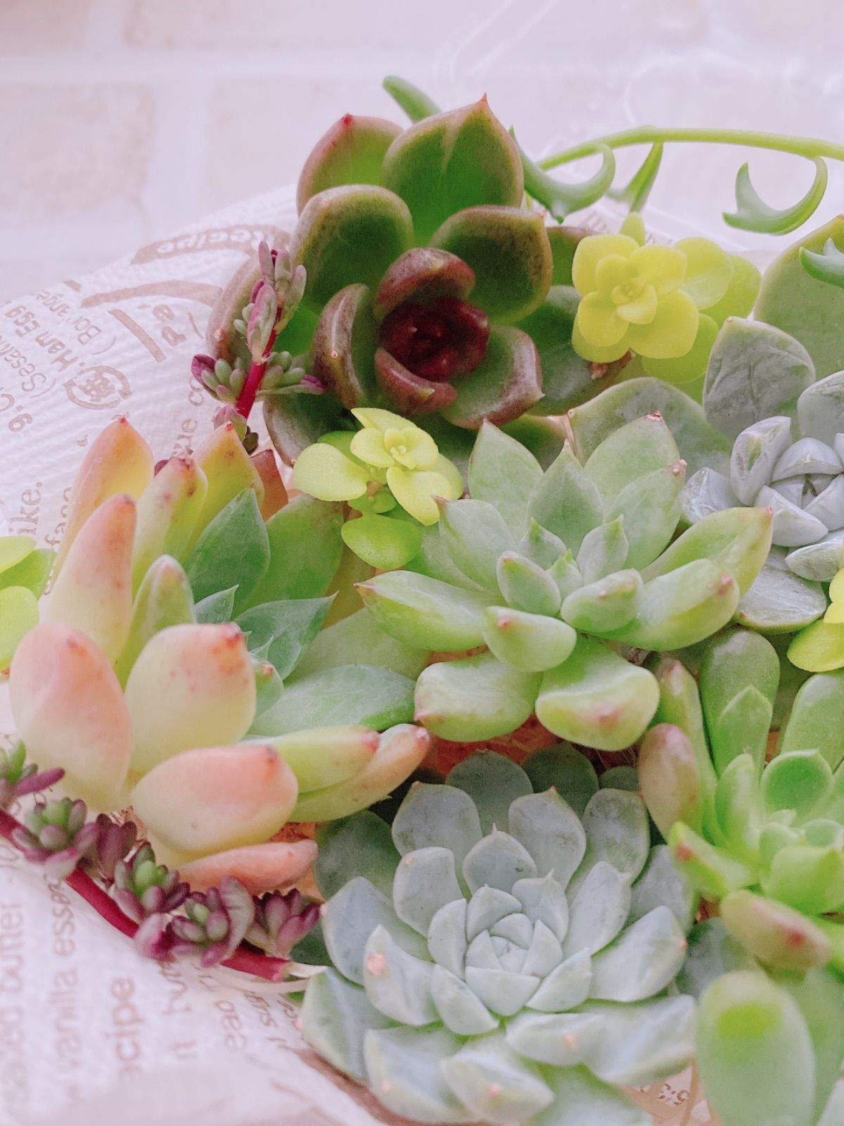 19》多肉植物 エケベリア 韓国苗 抜き苗セット 寄せ植えにも 19》多肉植物 エケベリア 韓国苗 抜き苗セット 寄せ植えにも