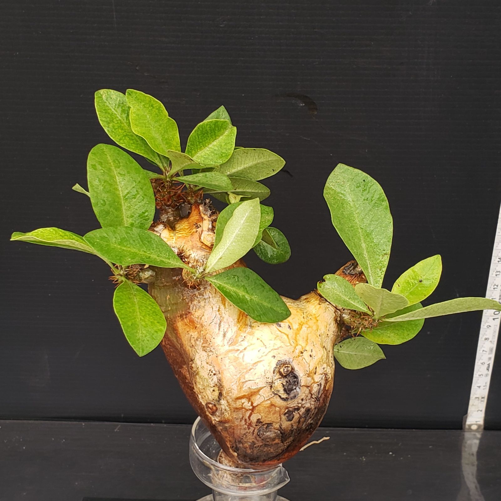 マカイエンセ 現地球株 楽天市場】観葉植物/[ザ・ファームセレクト][送料無料
