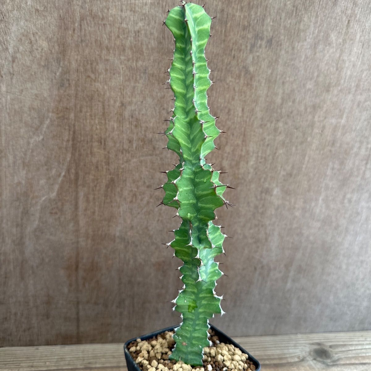 ユーフォルビア5種セット Euphorbia 現品 観葉植物 観葉 植物 珍奇