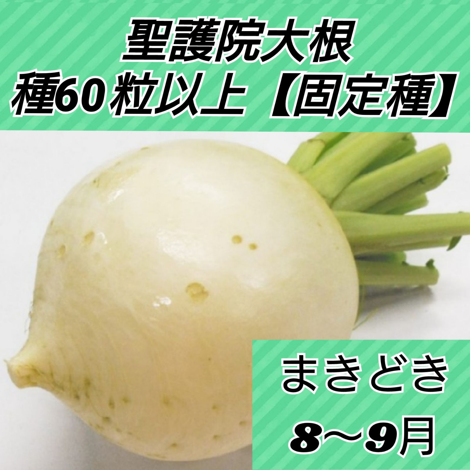 沖縄島大根 種60粒 野菜 | www.vinoflix.com