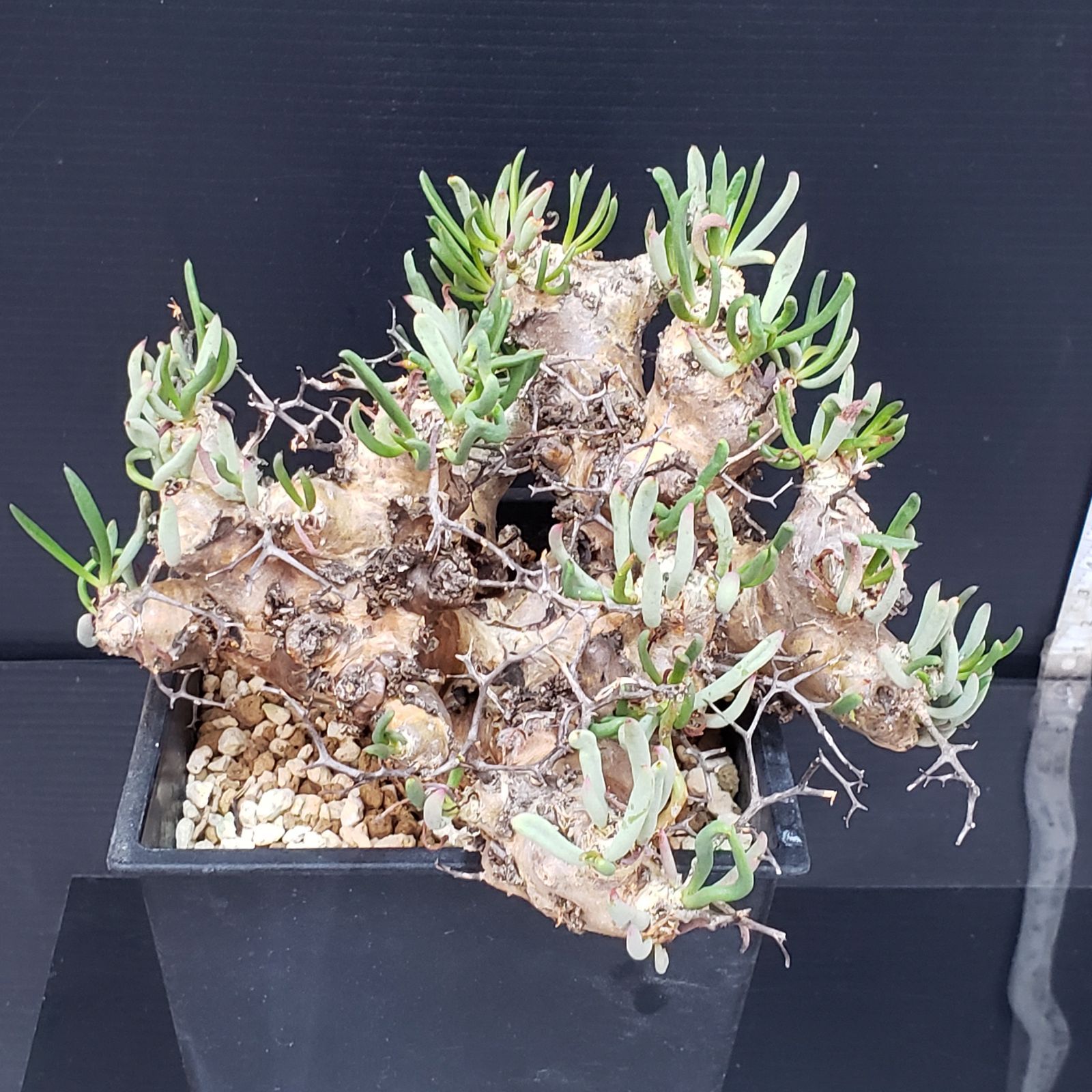 『チレコドン　レティキュラーツス　万物想』極美大株 現地球 チレコドン・レティキュラーツス（万物想）（現地球、発根済み） 園芸