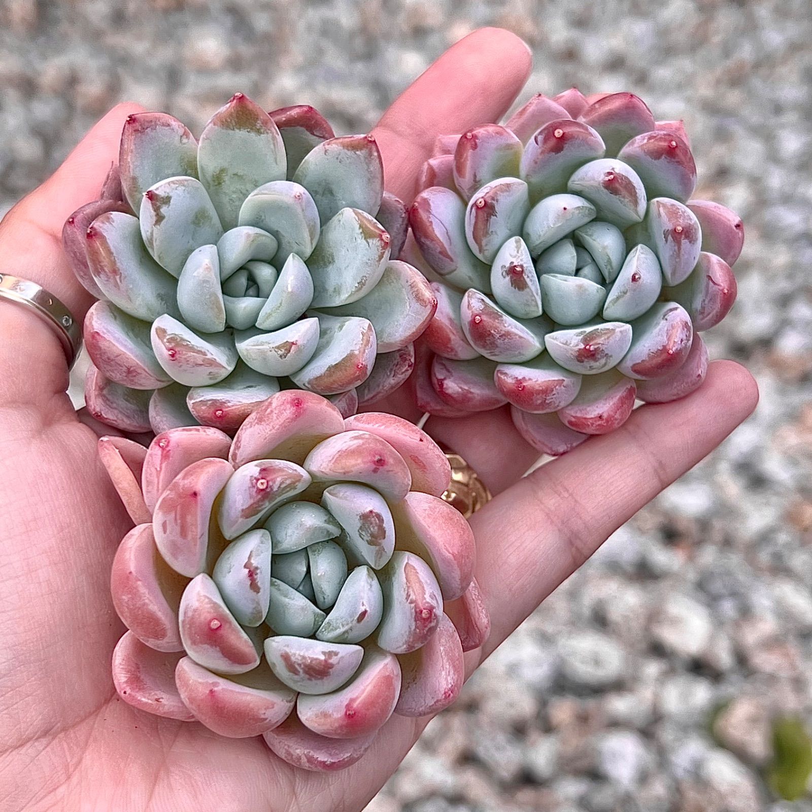 ✨New✨多肉植物 テンマイル 韓国苗