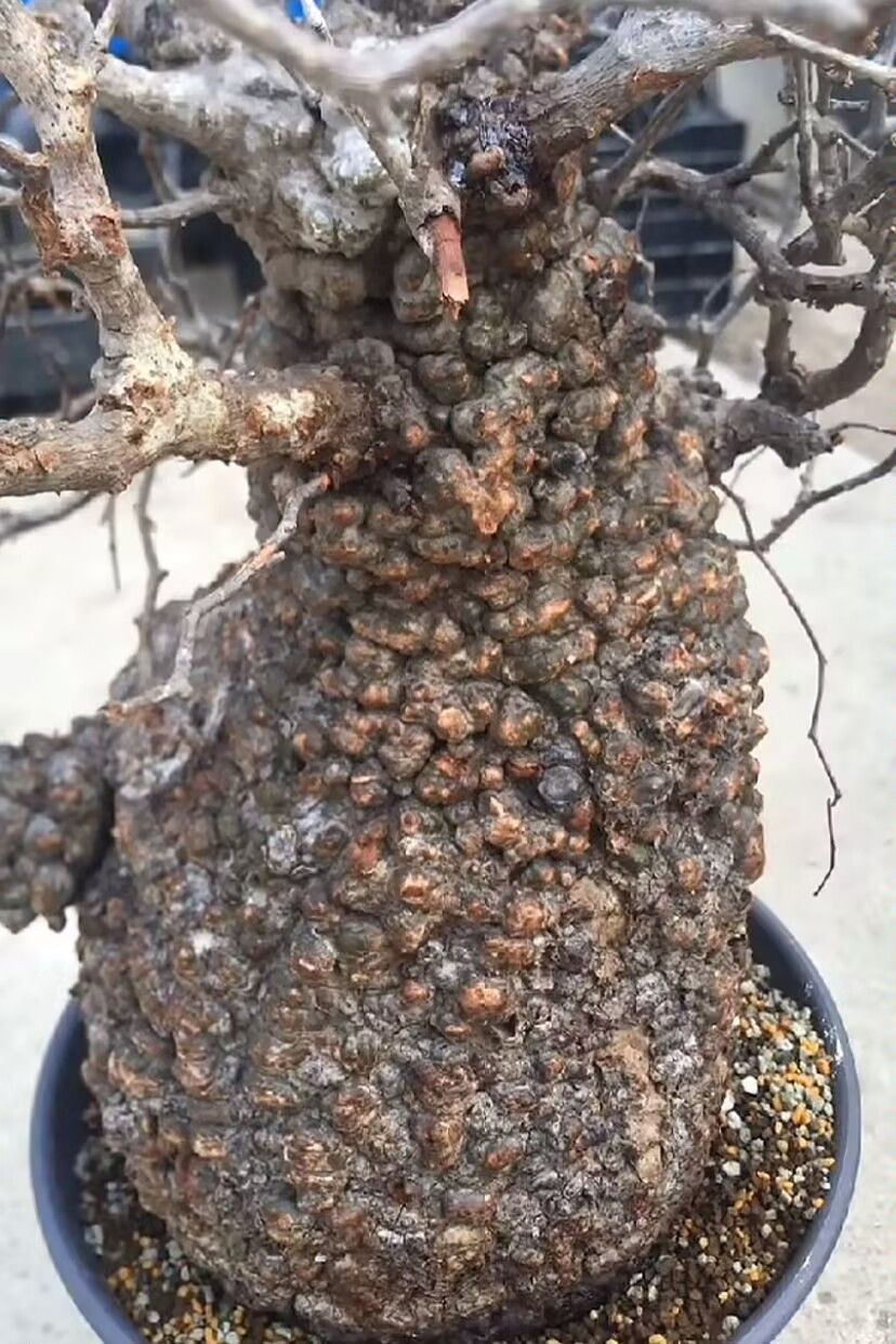 オペルクリカリア　パキプス　芽吹き株　塊根植物 検) グラキリス コミフォラ オペルクリカリア パキプス 芽吹き株 塊根植物 検) グラキリス