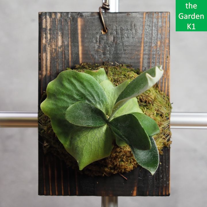 ビカクシダ YO gekihana_gro-nemo