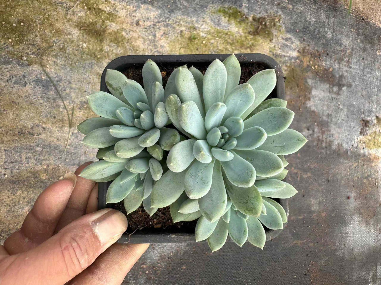 ZAN19×20 ジェフリーニ 抜き苗 多肉植物 アエオニウム エケベリア 韓国苗