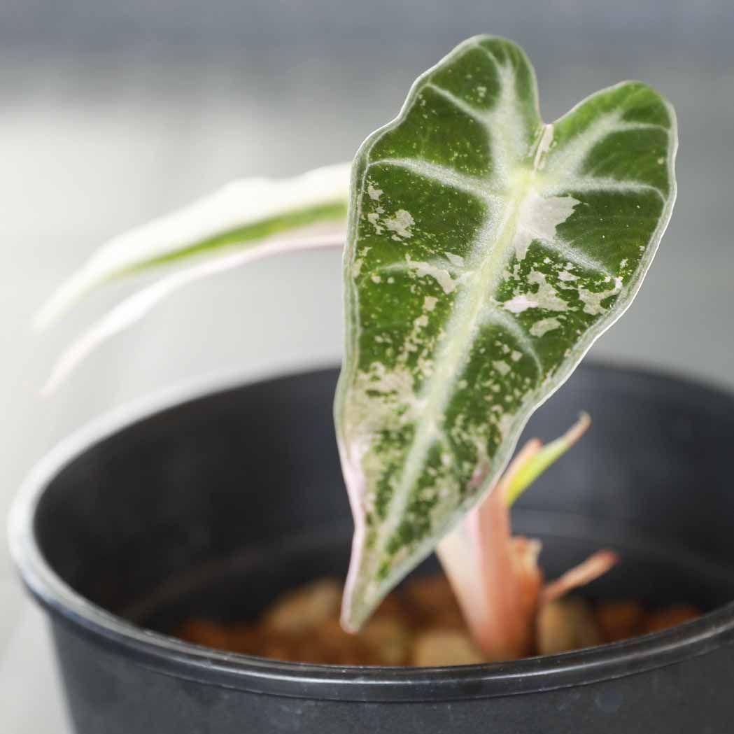 アロカシア バンビーノ ピンク斑入り Alocasia Bambino pink