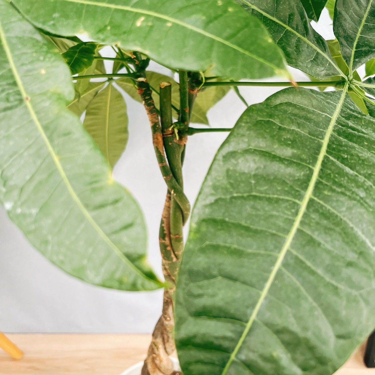 ［現品］1番　パキラ　編み込み　7号　観葉植物　室内　おしゃれ　かわいい　ねじり 在庫］パキラ 編み込み 7号 観葉植物 おしゃれ 室内 ねじり