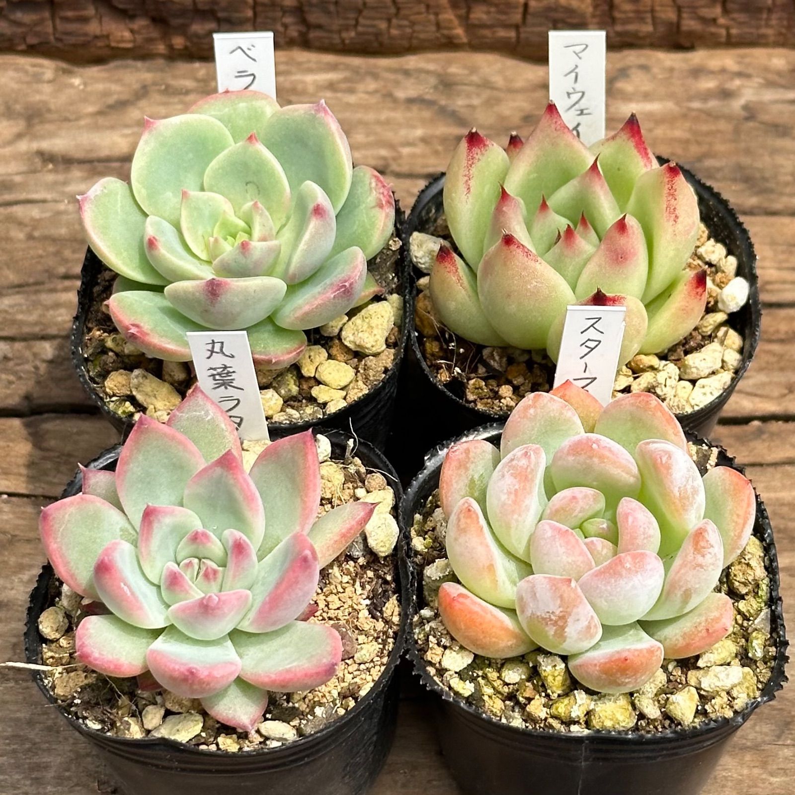 多肉植物 My way 7-3】多肉植物4点セット（現品限り） - メルカリ