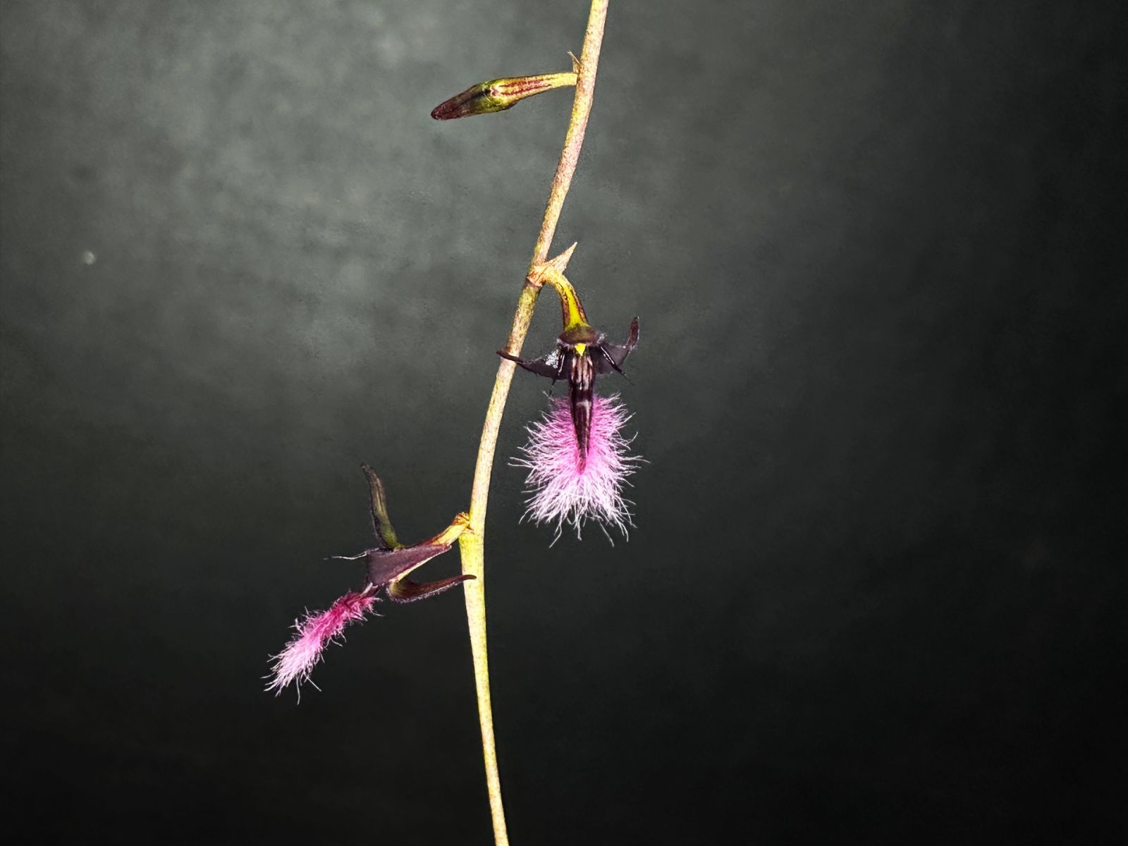 バルボフィラム ベッカリー Bulbophyllum beccarii 小売 サラワク州産 現地株 ラスト 世界最大級【ラン 洋蘭 蘭 希少 珍奇植物  原種】