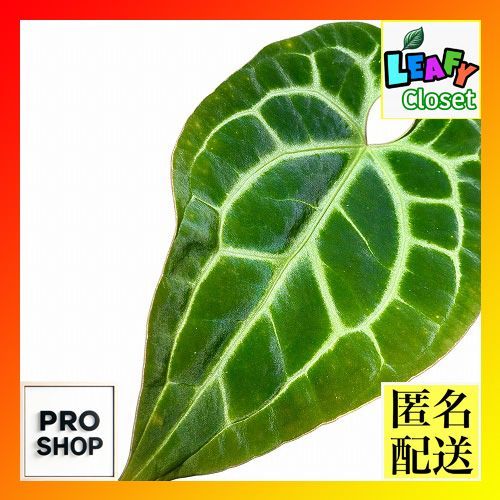 美株】パキラ ミルキーウェイ 実生 No11 パキラ ミルキーウェイ 実生苗