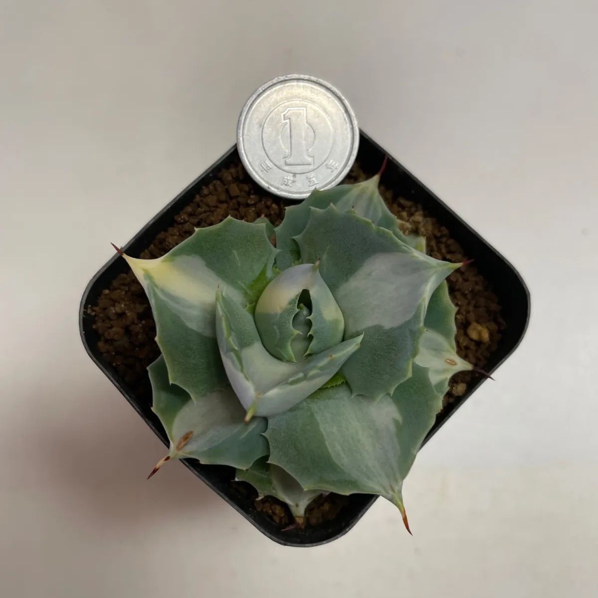 ５*回様 緋冠竜 太刺選抜 鉢植え メルカリ便送料込み 緋冠竜 太刺選抜 鉢植え メルカリ便送料込み - メルカリ