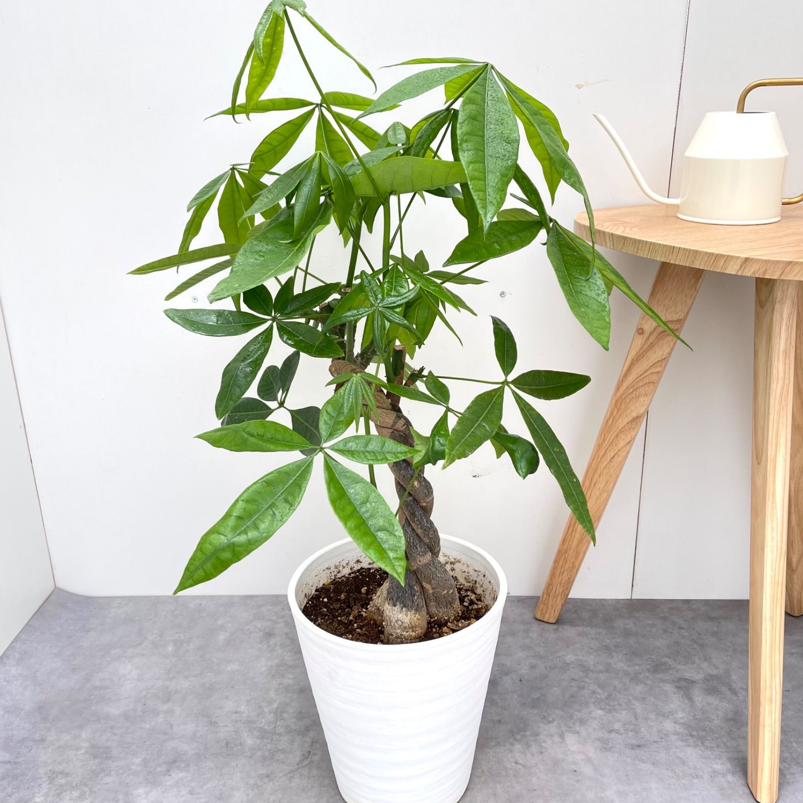 室内 大型