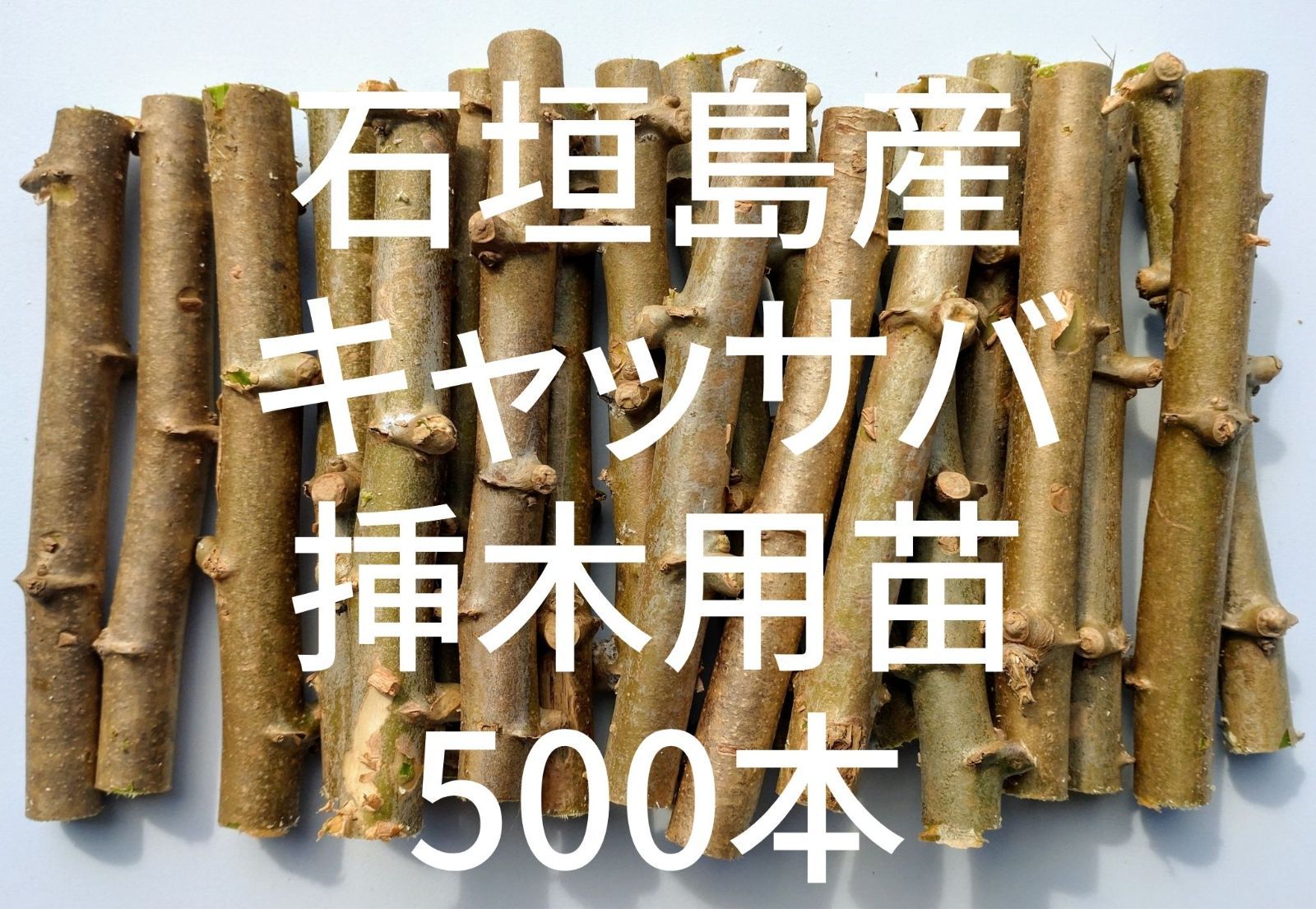 ☆キャッサバ挿木用穂木(苗木)500本入り☆(黄色系スイート種)・沖縄