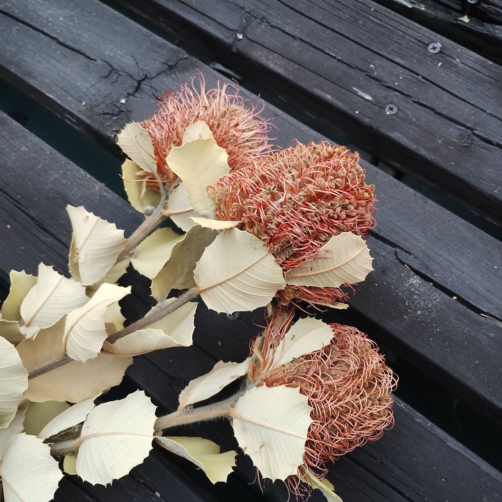 ベルギーナッツと赤い実と白い実を紡いだ ふわふわなリース ドライ