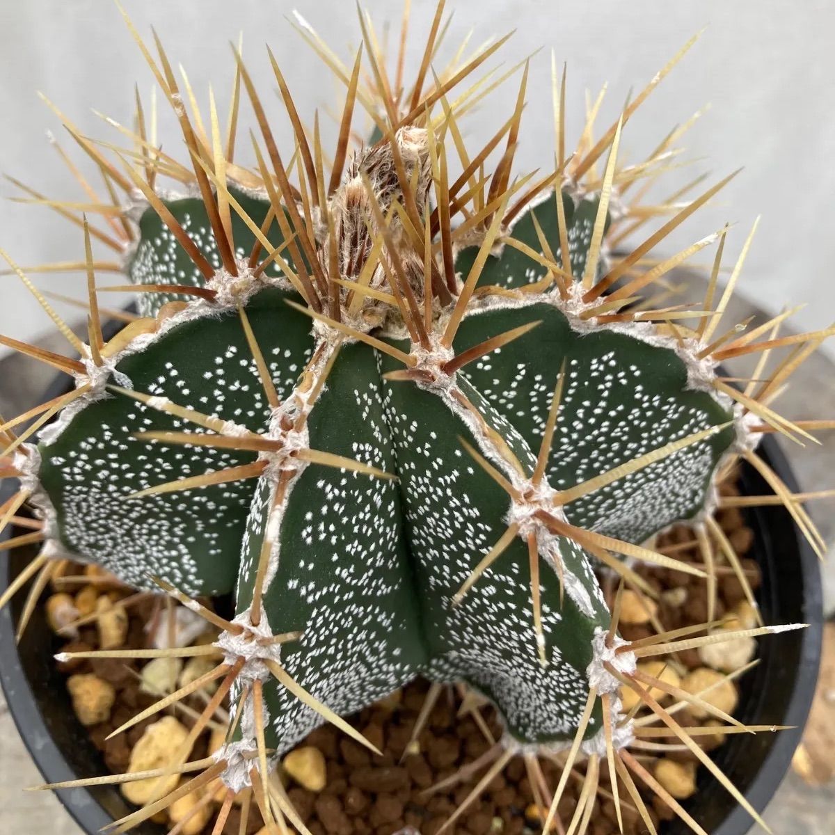 M1211.SHINE手帳 和风轻舞マスキングテープ 水晶PET