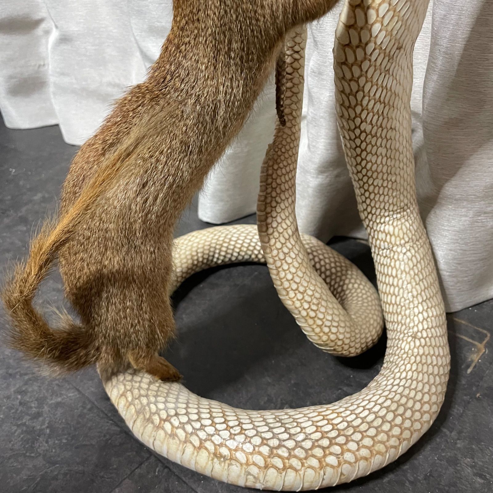 ♭ マングース コブラ 剥製 アンティーク ヘビ - メルカリ