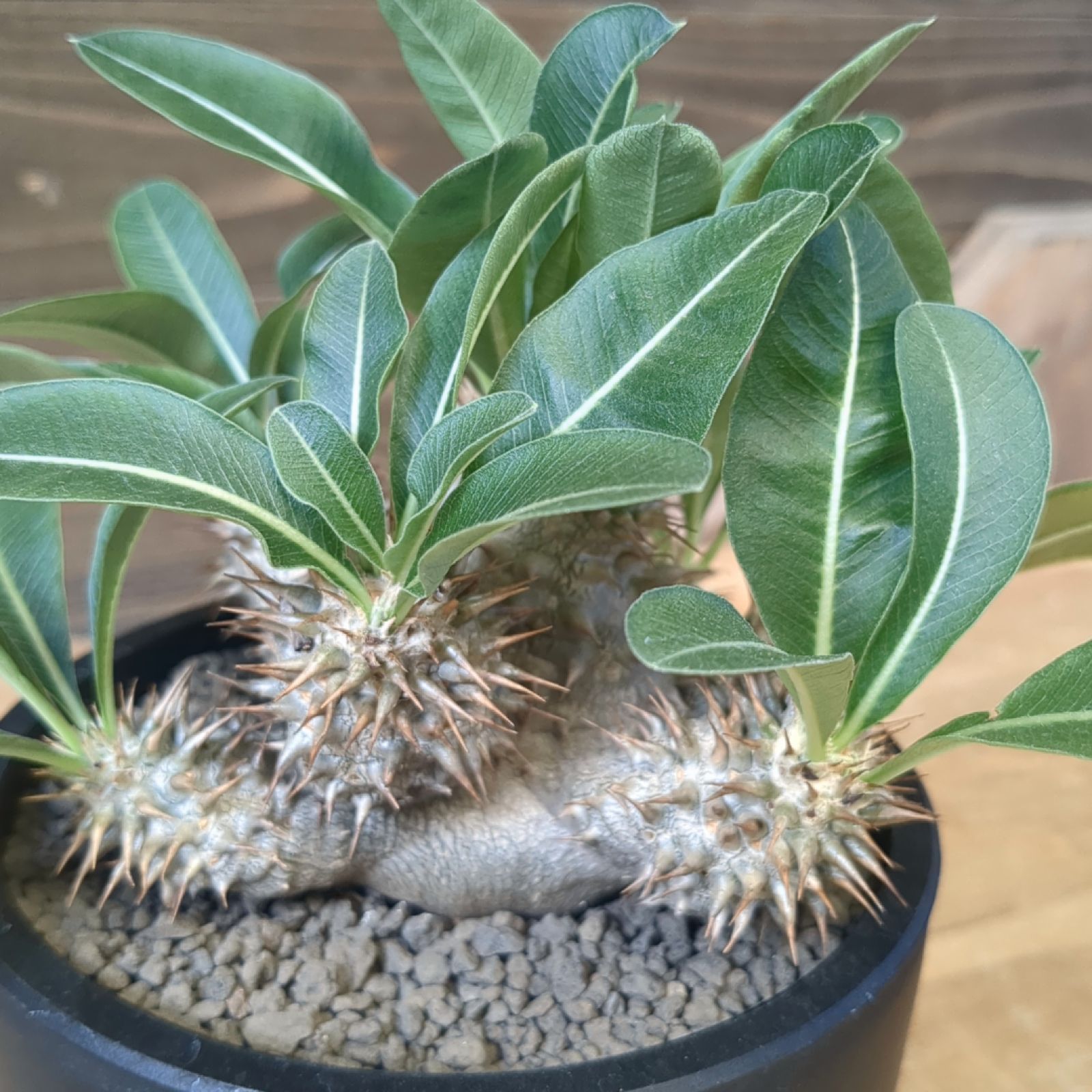 パキポディウム 恵比寿大黒 真ん丸 コレクション株 鉢ごと発送 【公式