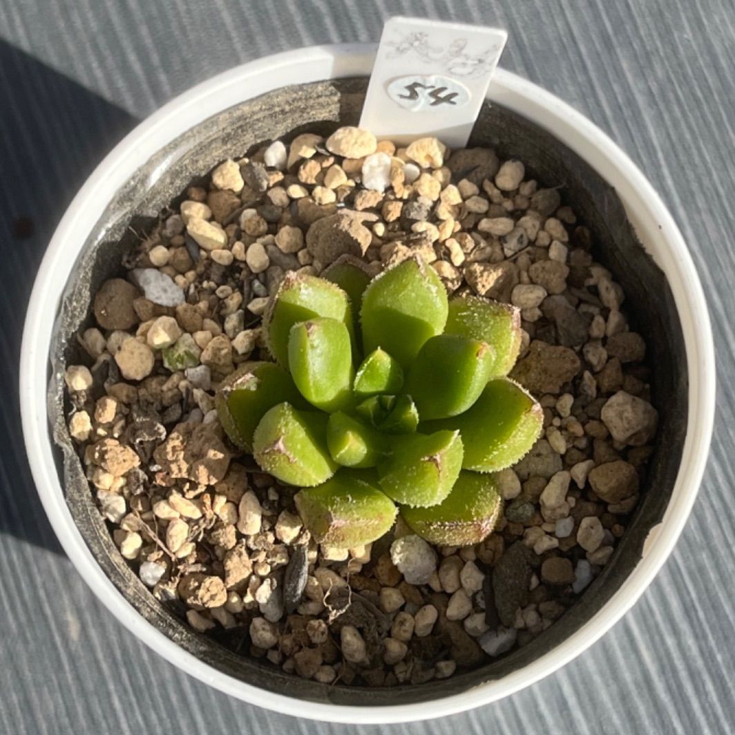 チュブス】☆多肉植物☆エケベリア☆カット苗☆ - メルカリ