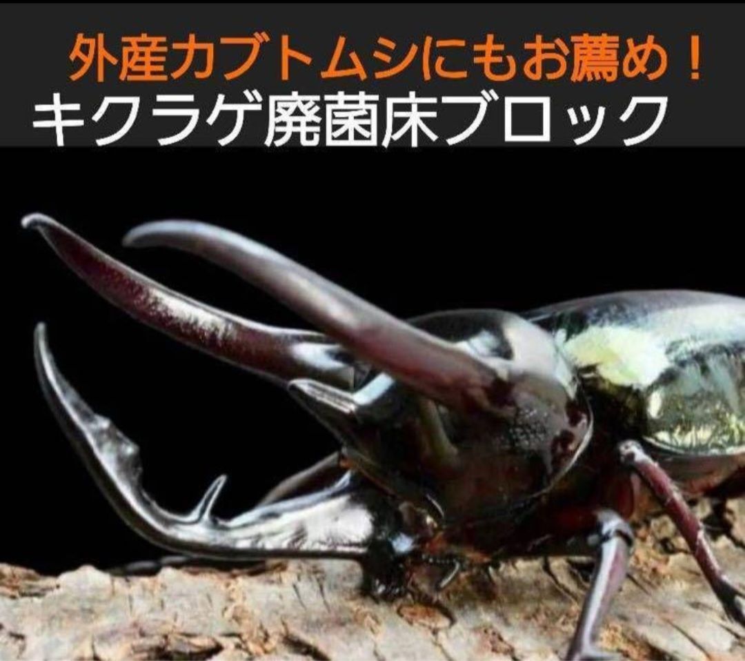 キクラゲ菌床クワガタの産卵に！発酵マットに埋め込みカブト幼虫の餌に