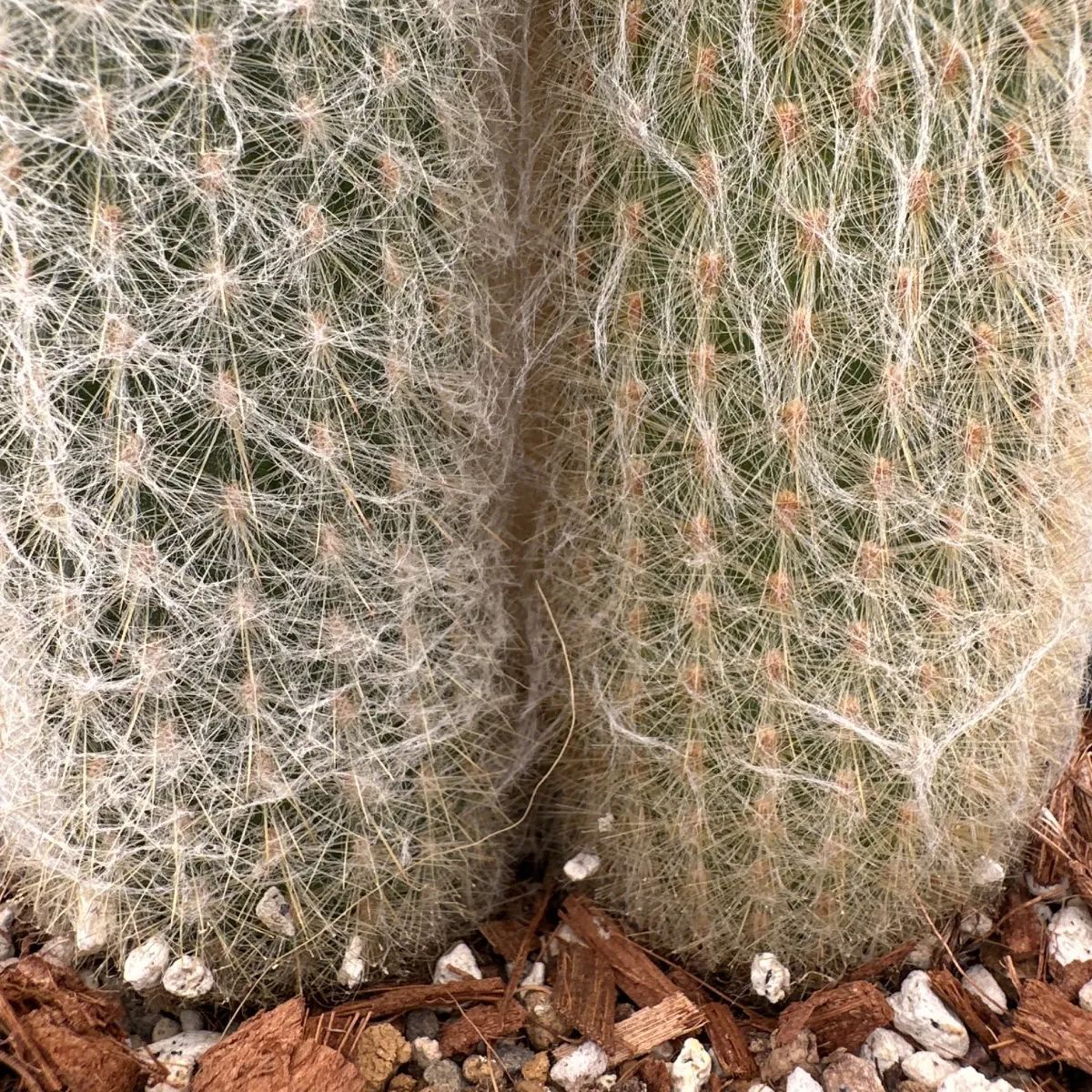 柱サボテン 毛柱 現品 サボテン科 セレウス属 観葉植物 観葉