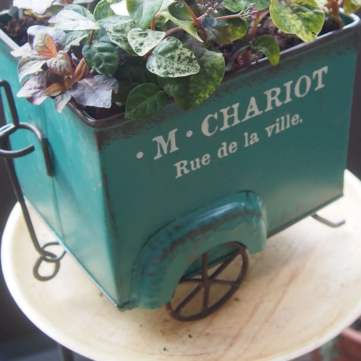 朝摘みバジル60サイズ2箱分＋マリーゴールド花種＋選べる粗品＋匿名