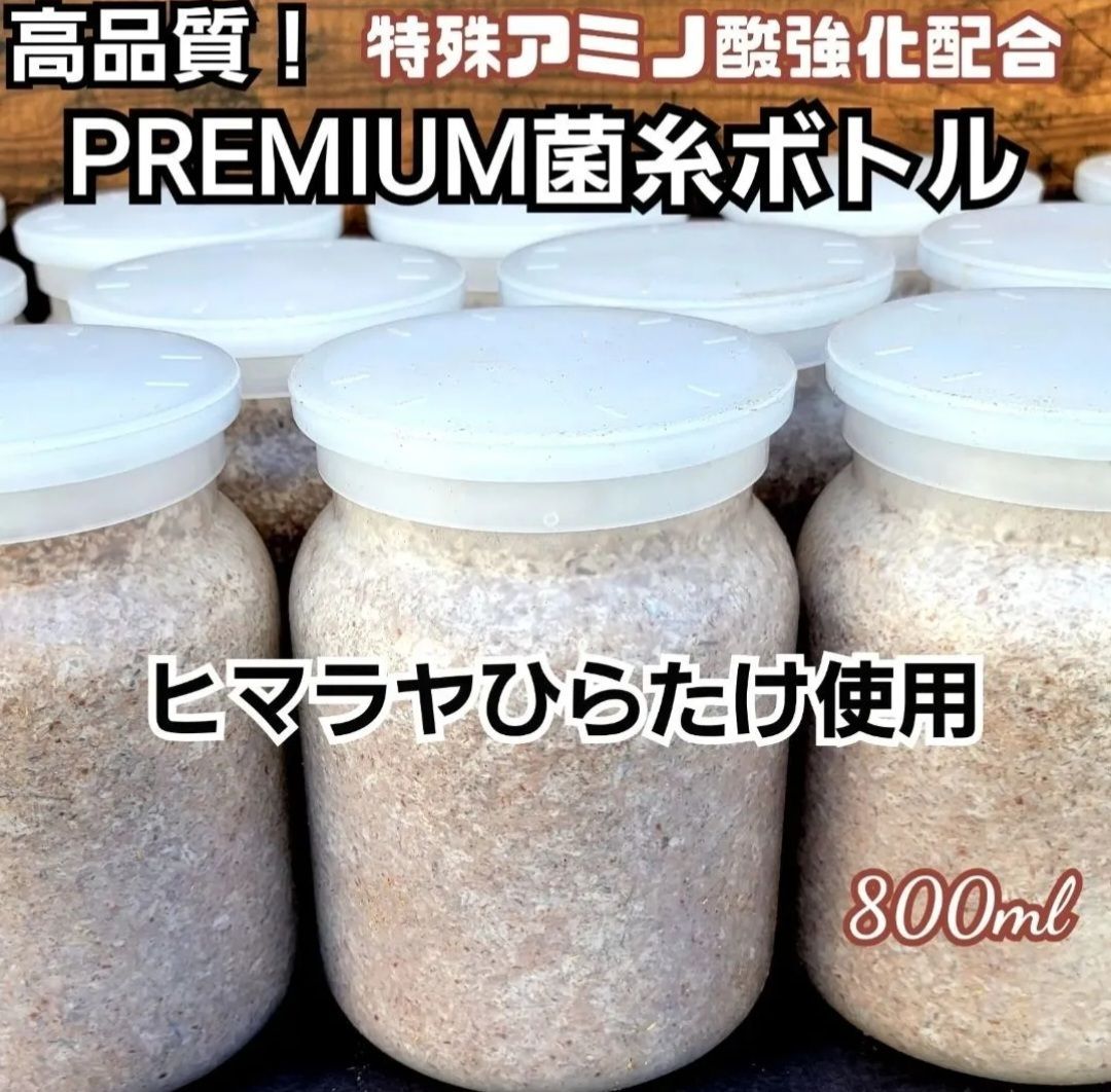 極上！ヒマラヤひらたけ菌糸瓶 800ml【12本セット】ニジイロクワガタに